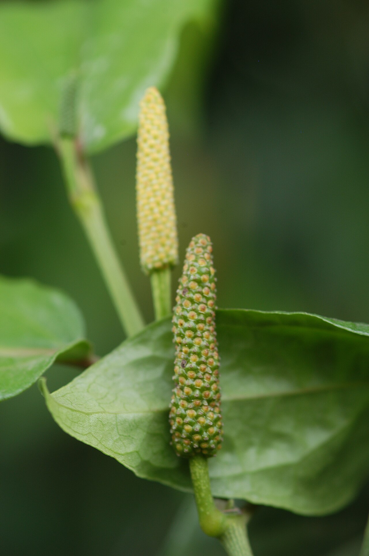 Javanese long pepper: Piper retrofractum