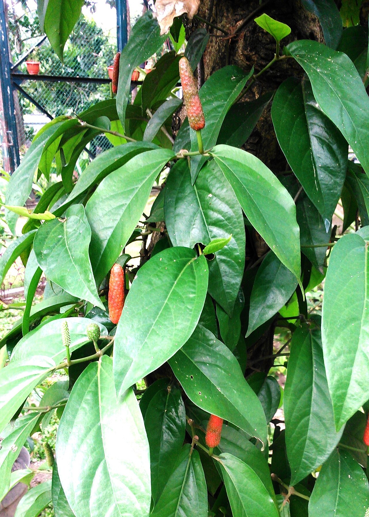 Javanese long pepper: Piper retrofractum ("cabe jawa") the garden of Fac. of Agriculture, Gadjah Mada Univ. Yogyakarta.