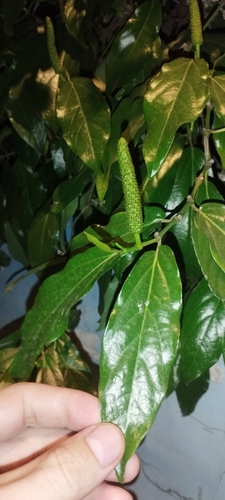 Javanese long pepper (Piper retrofractum)