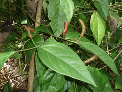 Javanese long pepper (Piper retrofractum)