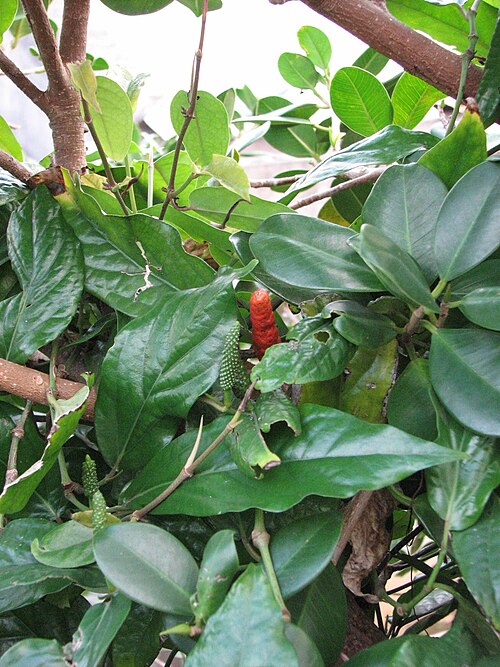 Javanese long pepper: Piper retrofractum