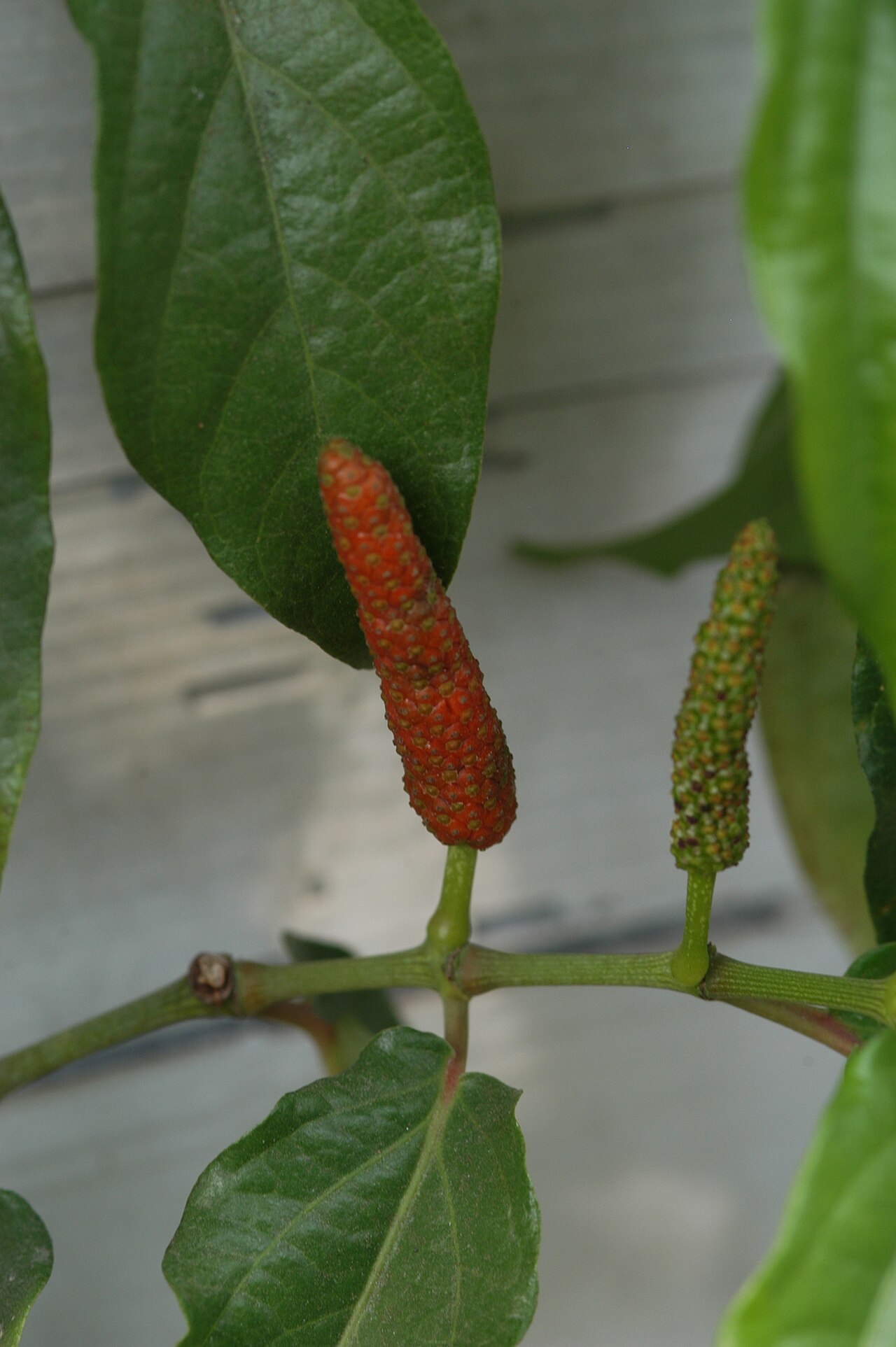 Javanese long pepper: Piper retrofractum