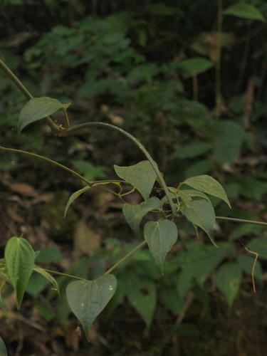 Javanese long pepper (Piper retrofractum)