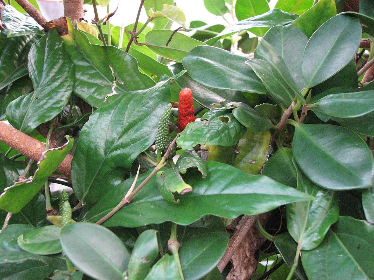 Javanese long pepper: Piper retrofractum at Iriomote is. Okinawa, Japan.