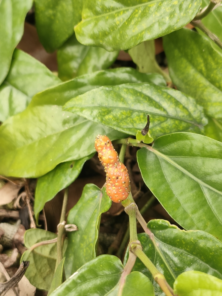 Javanese long pepper (Piper retrofractum)