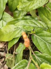 Javanese long pepper (Piper retrofractum)