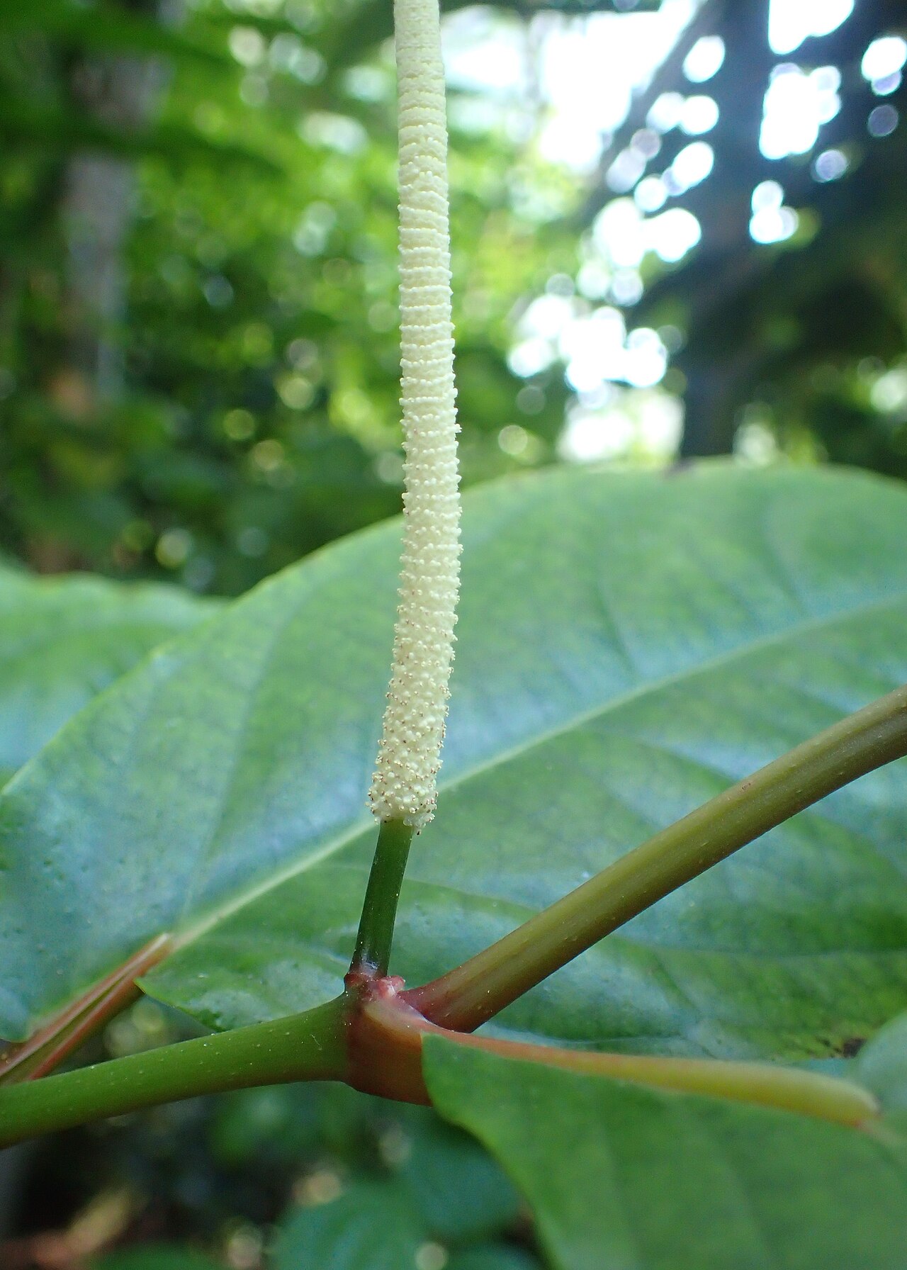 Javanese long pepper: Piper retrofractum in botanical garden in Kraków