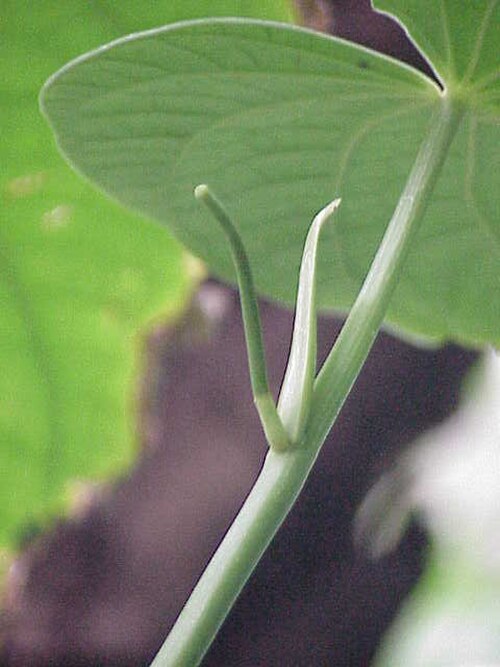 Javanese long pepper (Piper retrofractum)