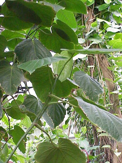 Javanese long pepper (Piper retrofractum)