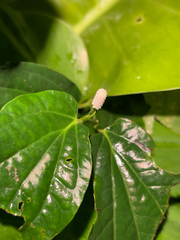 Piper sarmentosum (Piper sarmentosum)