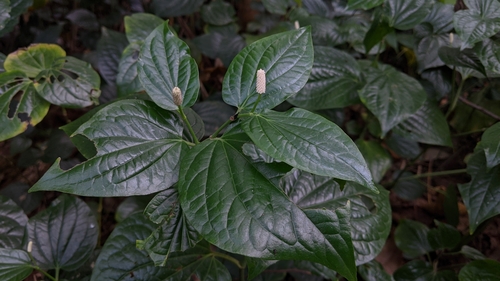 Piper sarmentosum (Piper sarmentosum)