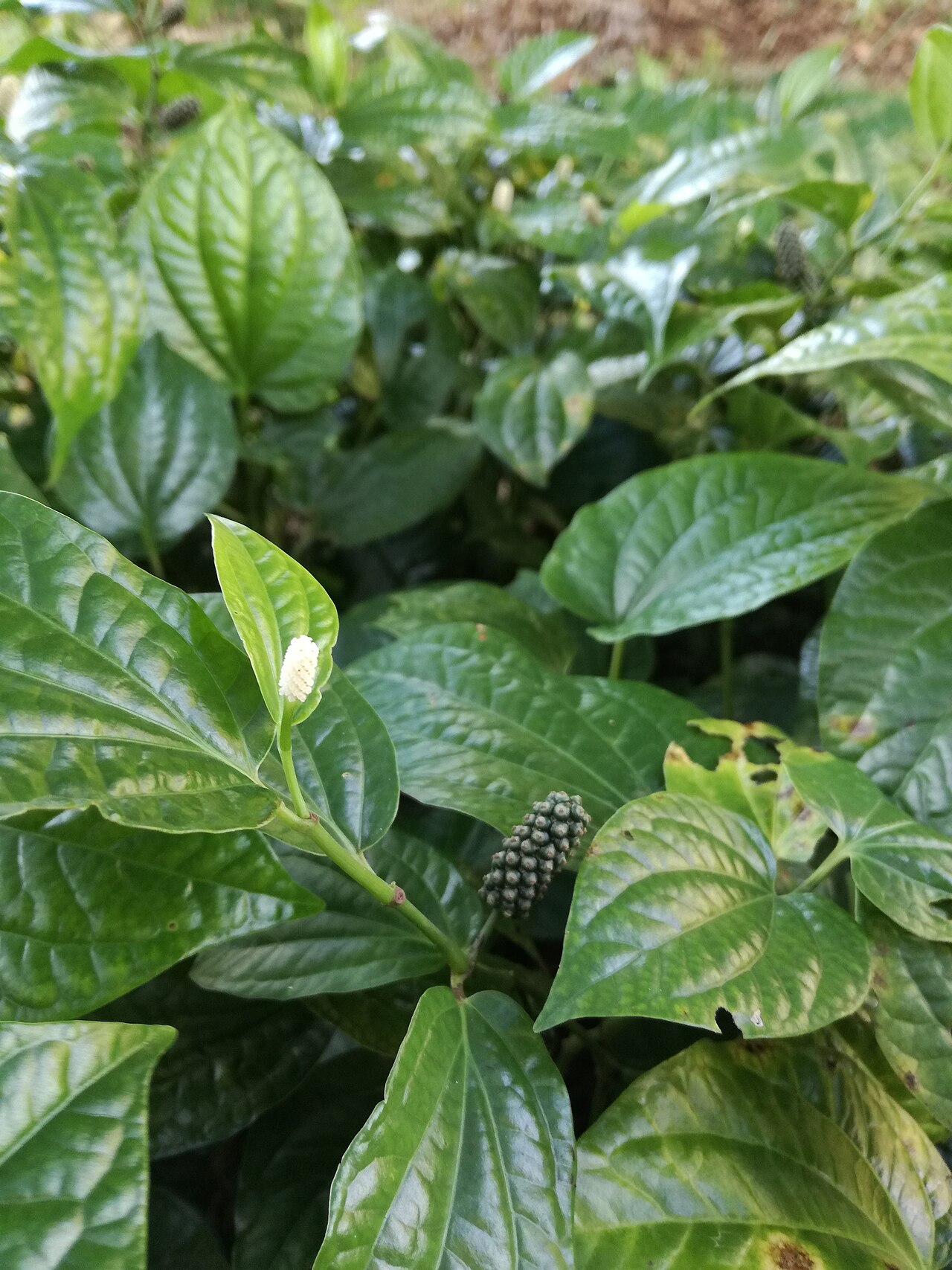 Piper sarmentosum: Its roots could boiled with water to treat coughing, toothache and waist pain.