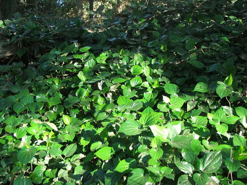 Piper sarmentosum (Piper sarmentosum)