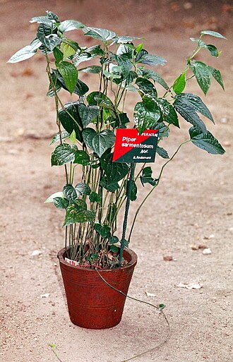 Piper sarmentosum: Piper sarmentosum