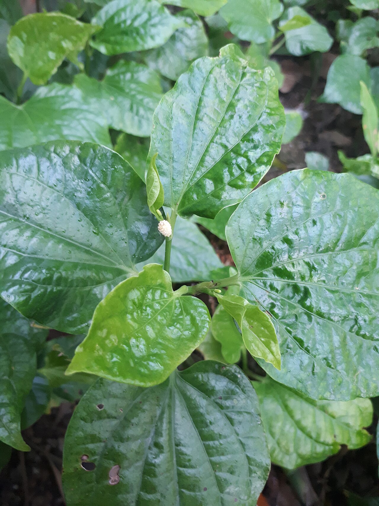 Piper sarmentosum (Piper sarmentosum)