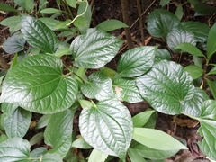 Piper sarmentosum (Piper sarmentosum)