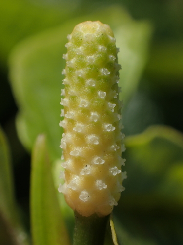 Piper sarmentosum (Piper sarmentosum)