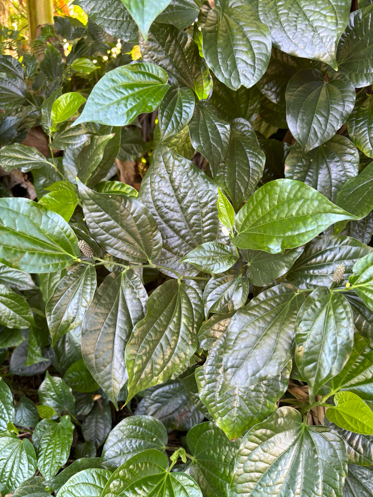 Piper sarmentosum (Piper sarmentosum)