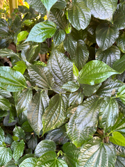 Piper sarmentosum (Piper sarmentosum)