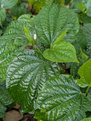 Piper sarmentosum (Piper sarmentosum)