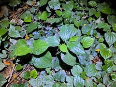 Piper sarmentosum (Piper sarmentosum)