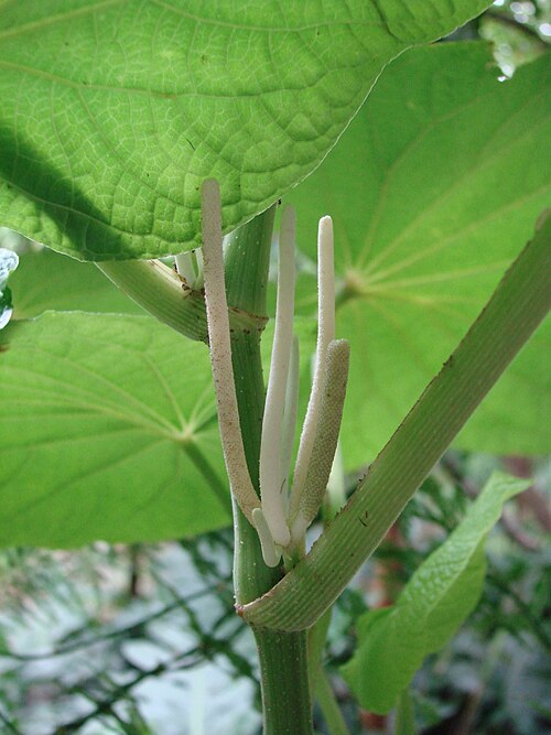Piper umbellatum: Piper umbellatum L. (Sin: Pothomorphe umbellata) - PIPERACEAE Área de Relevante Interesse Ecológico do Riacho Fundo - Brasília - Distrito Federal - Brasil.