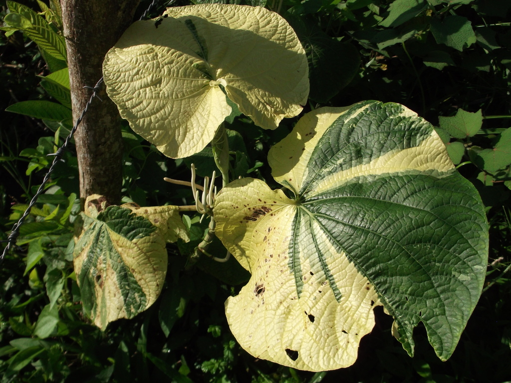 Piper umbellatum (Piper umbellatum)