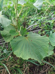 Piper umbellatum (Piper umbellatum)