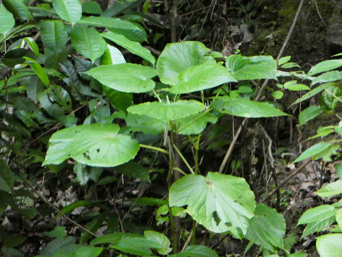 Piper umbellatum (Piper umbellatum)