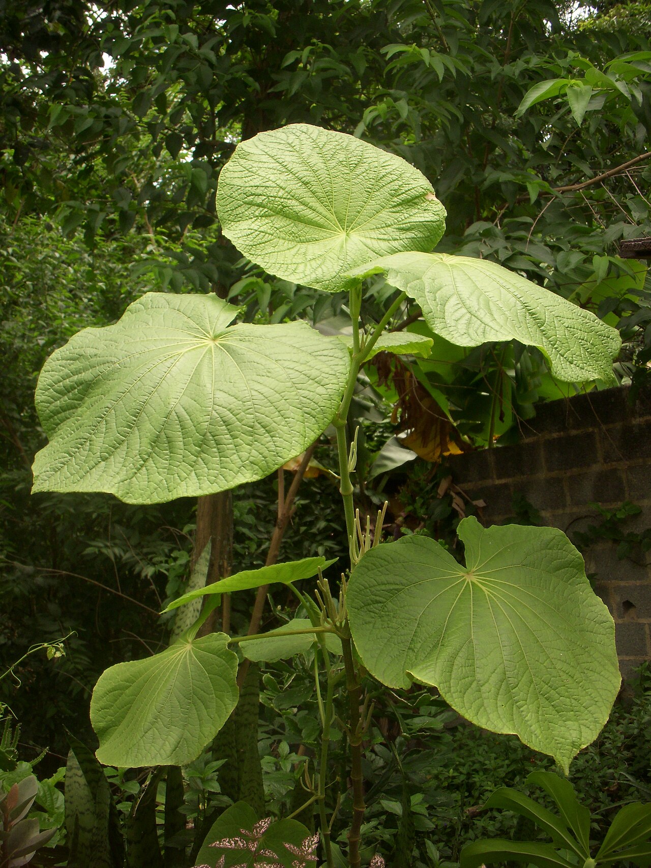 Piper umbellatum: Echinodorus macrophyllus