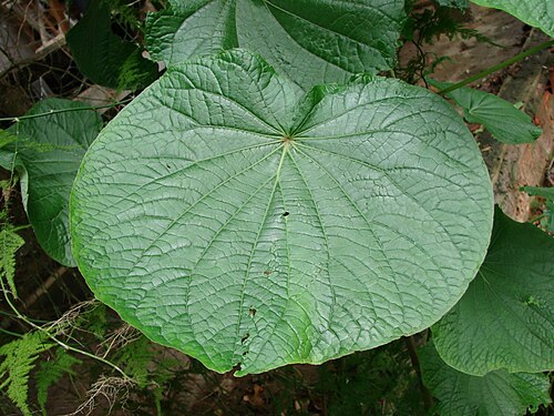 Piper umbellatum: Piper umbellatum - PIPERACEAE - Área de Relevante Interesse Ecológico do Riacho Fundo - Brasília - Distrito Federal - Brasil.