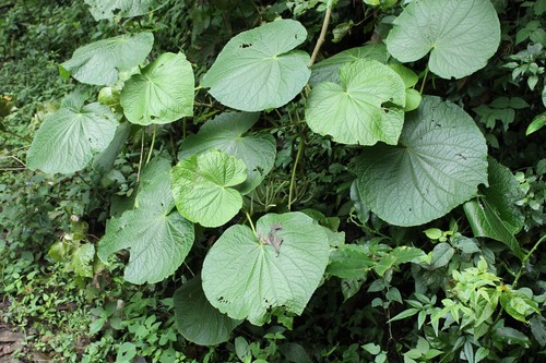 Piper umbellatum (Piper umbellatum)