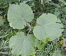 Piper umbellatum: A pantropical medicinal plant which originated in the Americas. Known in English as Wild Pepper. Photo from the Calanoa Reserve, Colombian Amazon.