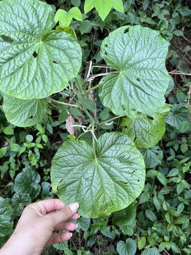 Piper umbellatum (Piper umbellatum)