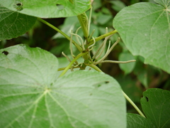 Piper umbellatum (Piper umbellatum)
