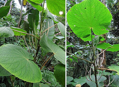 Piper umbellatum: One of the species known as Wild Pepper. Photo from Juan Castro Blanca Park, Costa Rica.