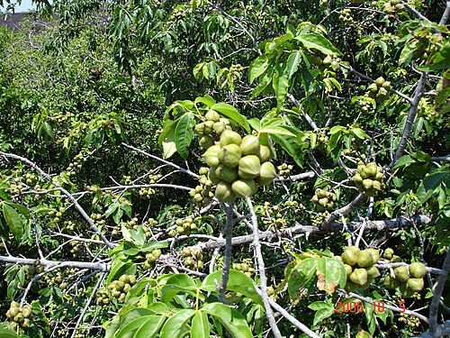 Piranhea trifoliata: Piranhea trifoliata