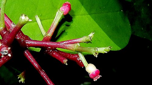 Pullback: Pisonia minor Choisy
