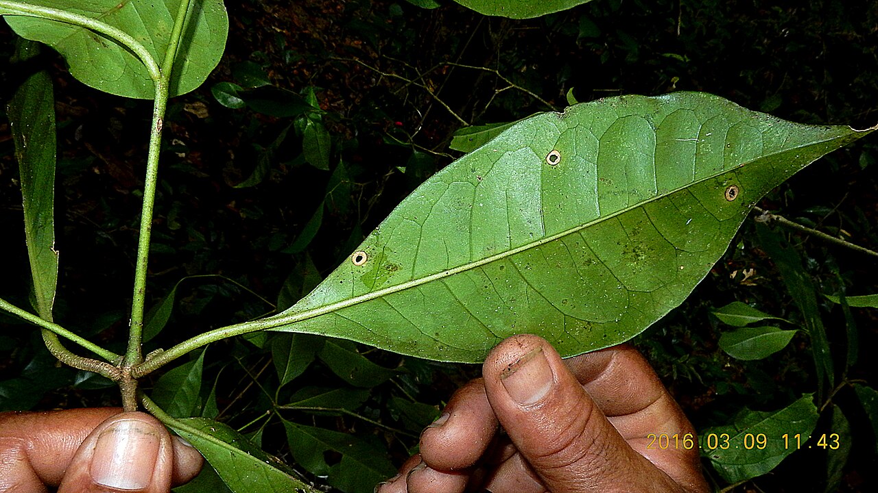 Pullback: Pisonia minor Choisy