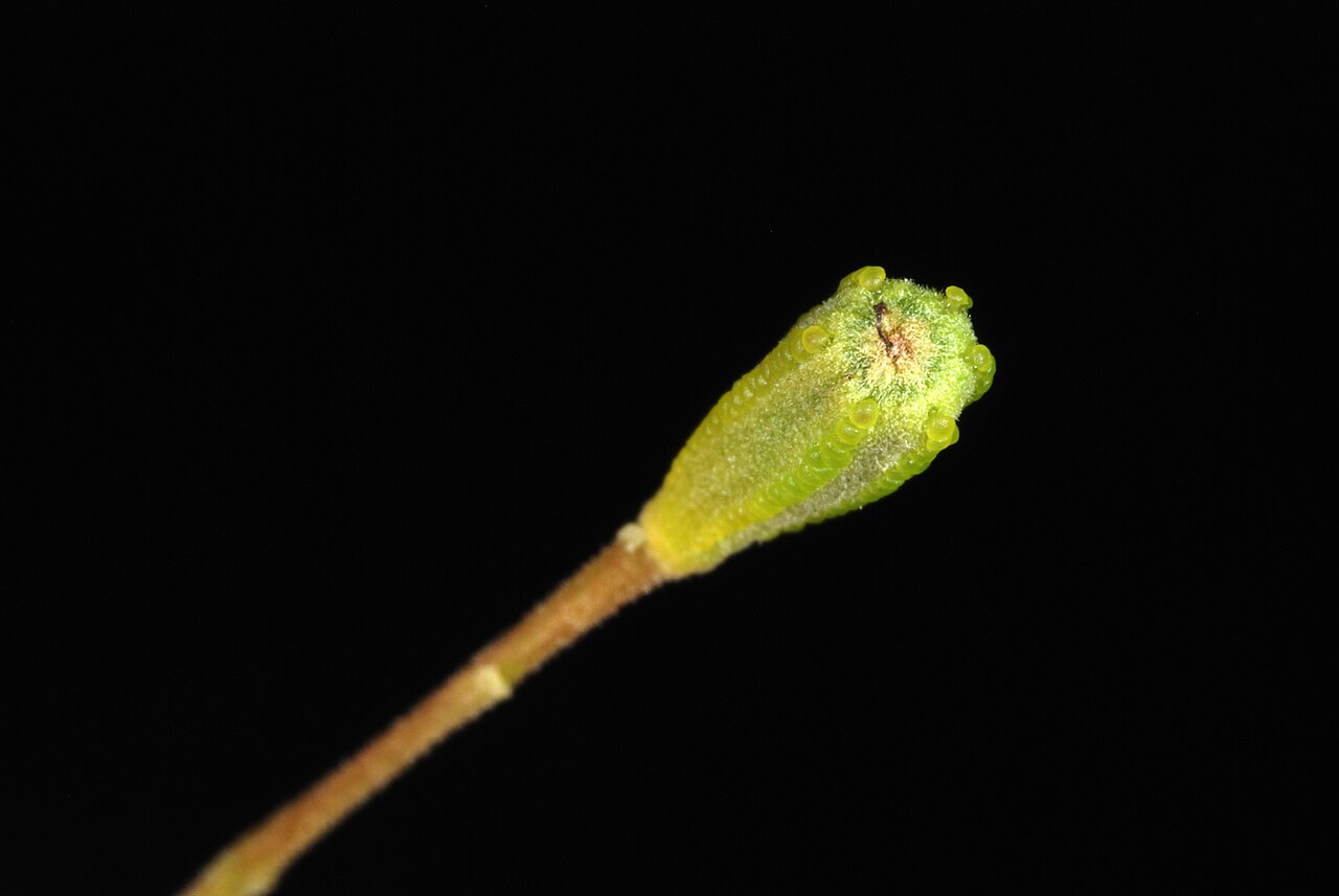 Pullback: Pisonia aculeata