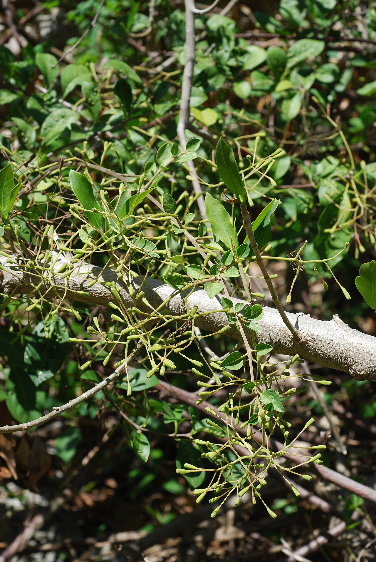 Pullback: Pisonia aculeata