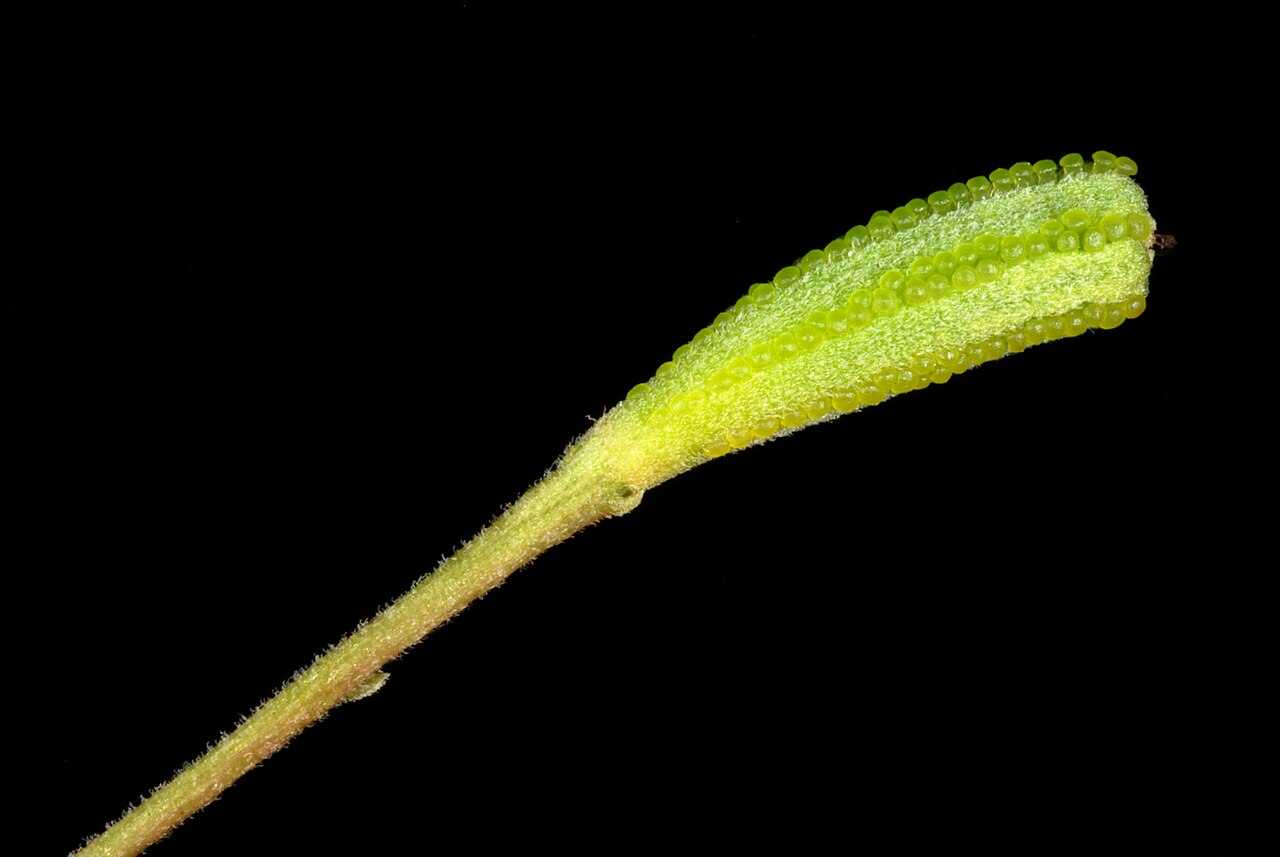 Pullback: Pisonia aculeata