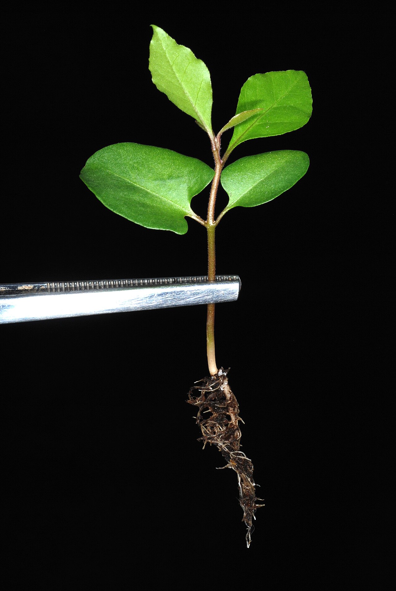 Pullback: Pisonia aculeata