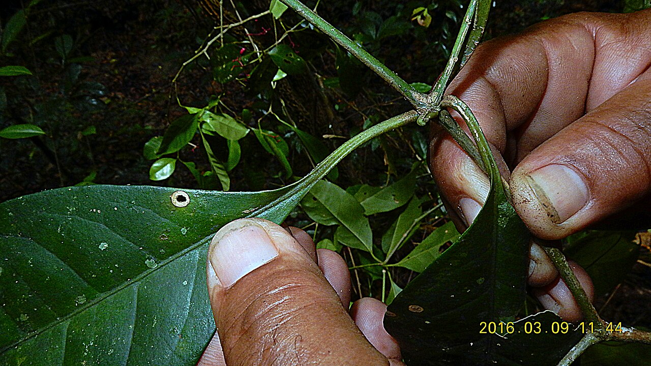 Pullback: Pisonia minor Choisy