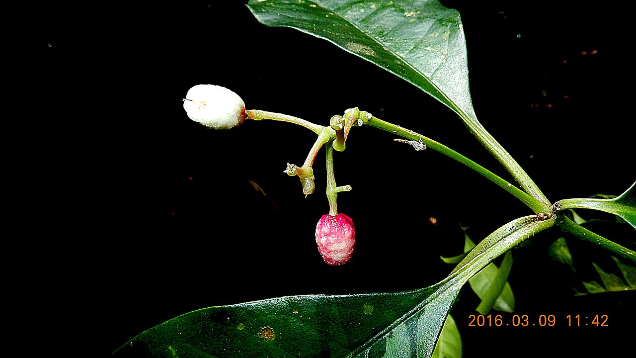Pullback: Pisonia minor Choisy