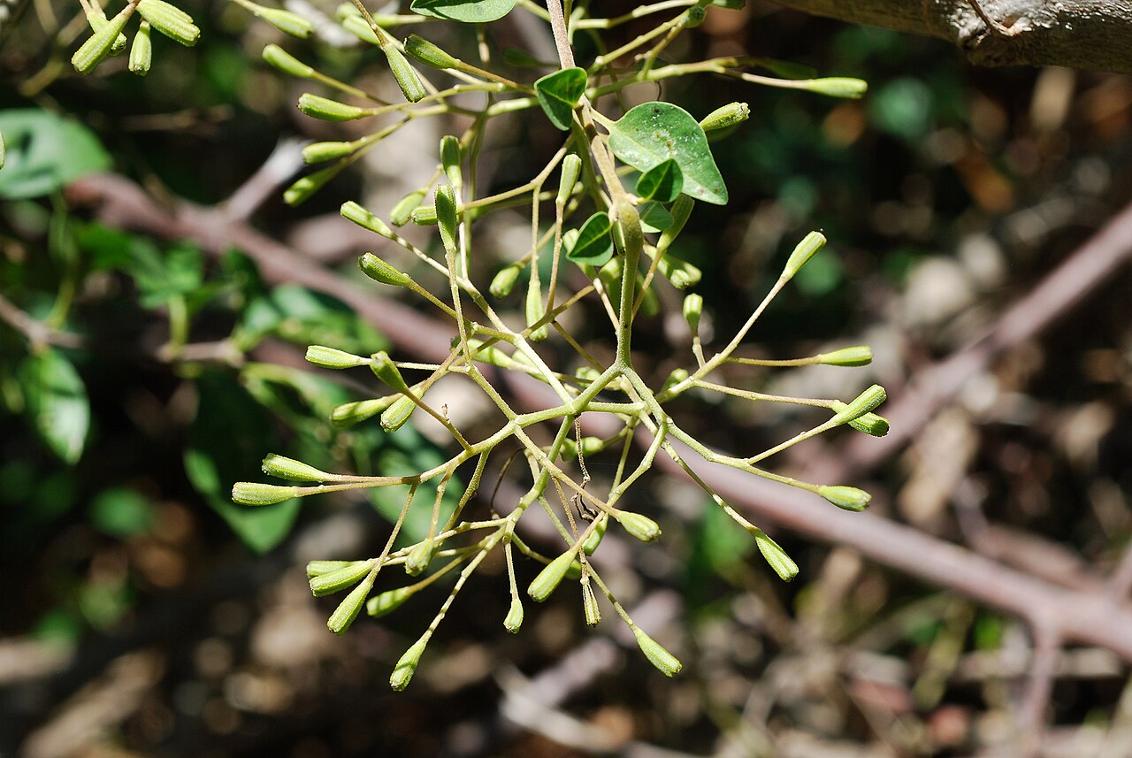Pullback: Pisonia aculeata