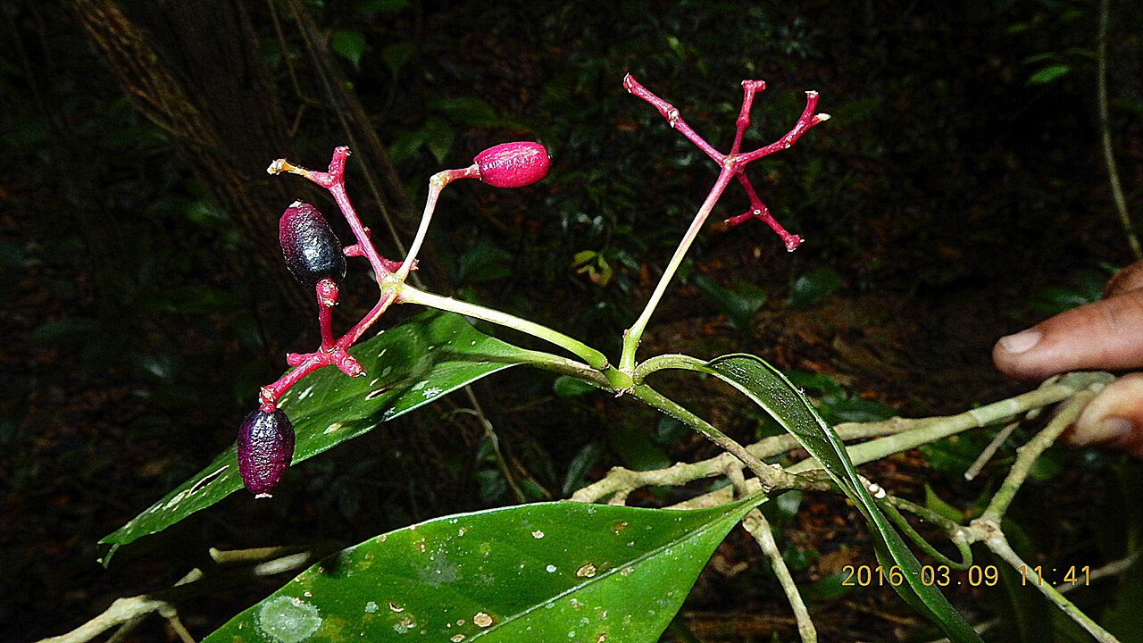 Pullback: Pisonia minor Choisy