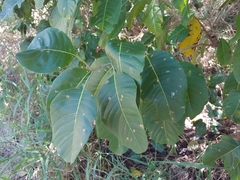 Corcho bobo (Pisonia albida)