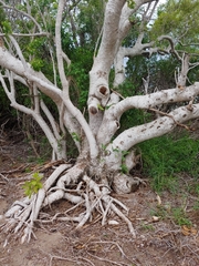 Corcho bobo (Pisonia albida)