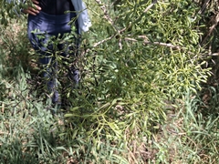 Corcho bobo (Pisonia albida)